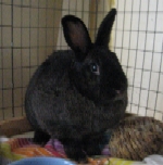 Robbie - Update March 2008 - Dwarf X