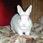 Gloria - Update September 2005 - Polish dwarf