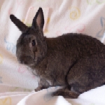 Joshua - Dwarf X