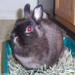 Hilo - Netherland Dwarf