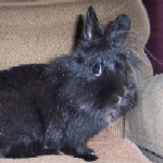 Claudia - Update May 2007 - Lionhead