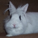 Miriam - Update May 2007 - Lionhead