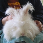 JuJu - Update April 2008 - English Angora