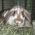 Baxter - Mini Lop