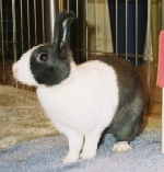 Emily - Dutch