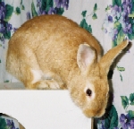 Holly - Palomino Mix