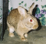 Clover - Mix