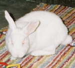 Snowdrop - Mix