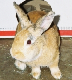 Speedwell - Harlequin Mix