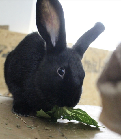 Havana store rabbit price