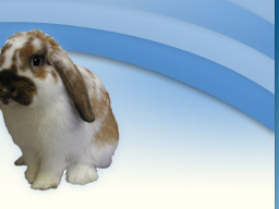 rabbit