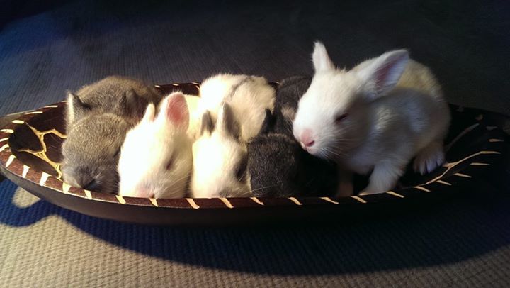 dwarf bunnies for adoption