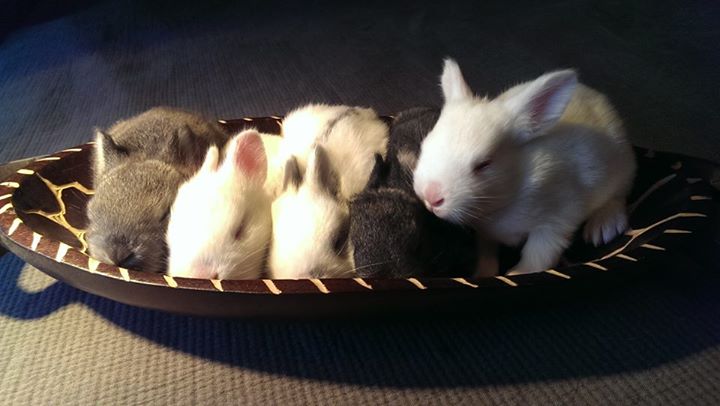 Can wild baby bunnies survive heat