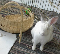 rabbit in cage with basket
