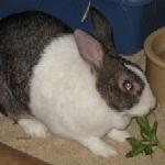Lil' Miss