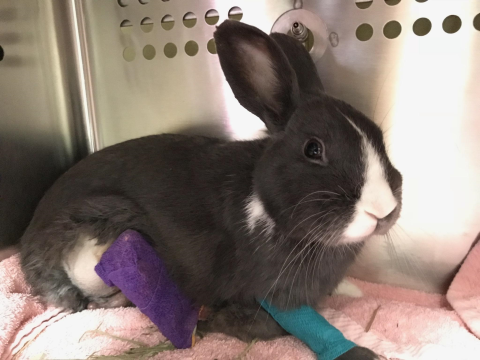 Rabbit Photo