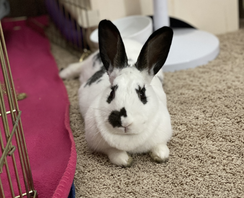 Rabbit Photo