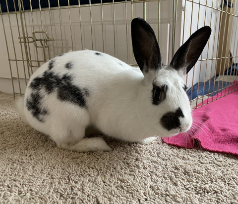 Rabbit Photo