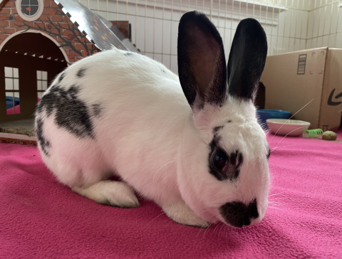 Rabbit Photo