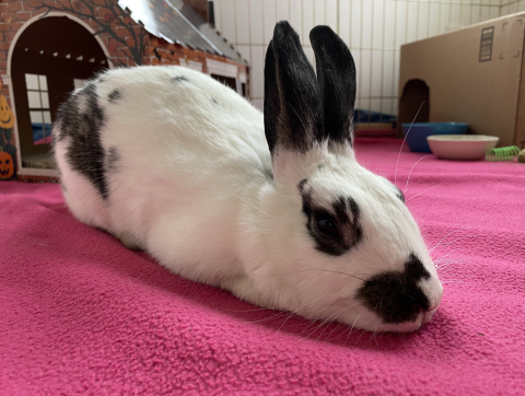 Rabbit Photo