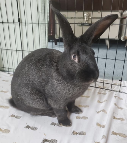 Rabbits available for adoption