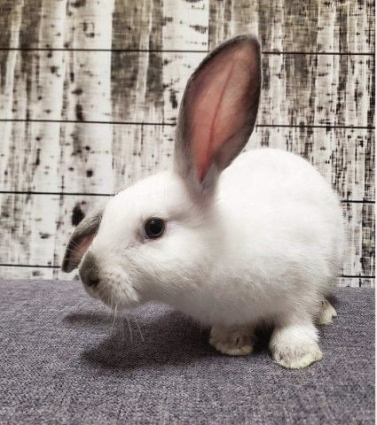 Rabbit Photo