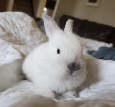 Rabbit Photo