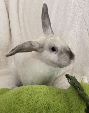 Rabbit Photo