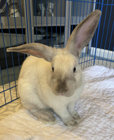 Rabbit Photo