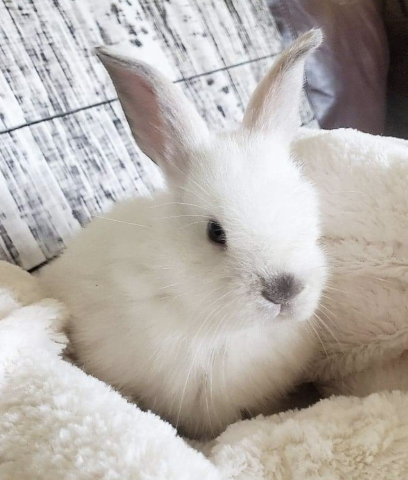 Rabbit Photo