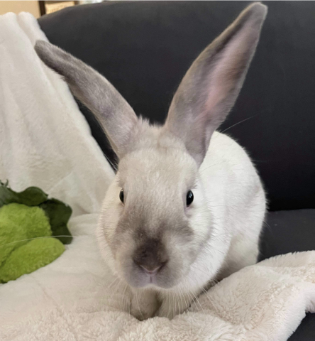 Rabbit Photo