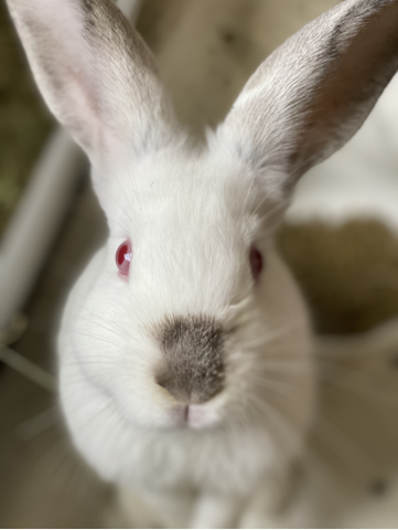 Rabbit Photo