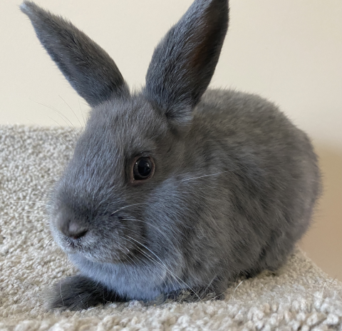 Wilee is available for adoption!