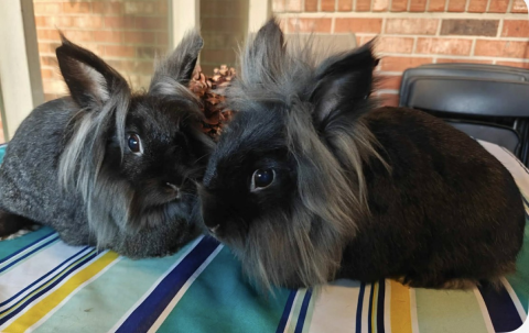 Rabbit Photo