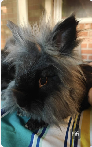 Rabbit Photo