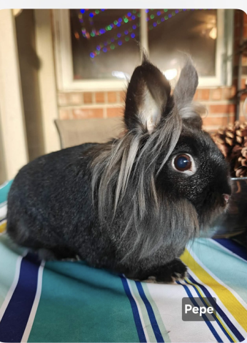Rabbit Photo