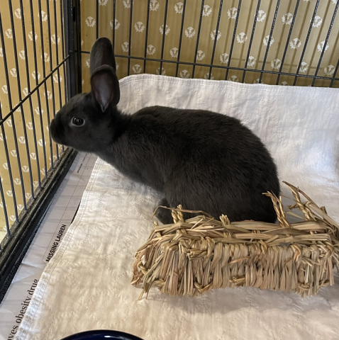 Jade - mini rex mix