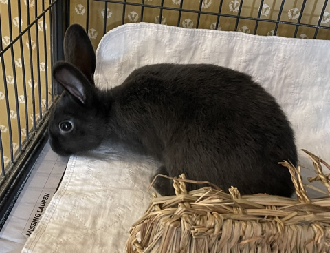Rabbit Photo