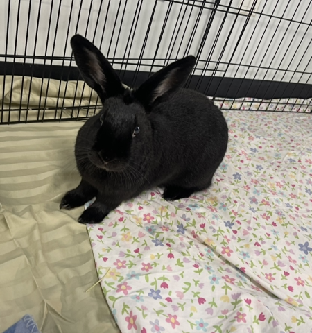 Rabbit Photo