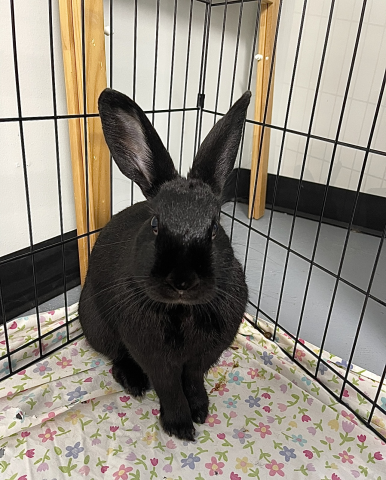 Rabbit Photo