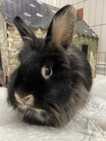 Sabrina - Lionhead