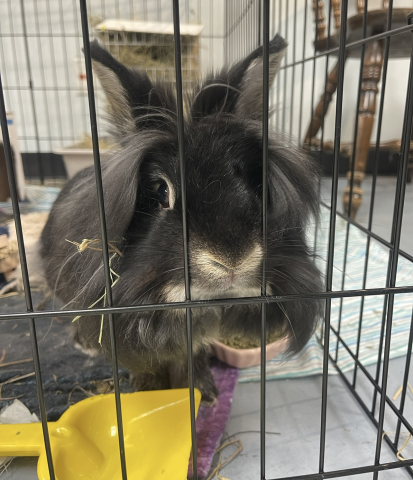 Sabrina - Lionhead