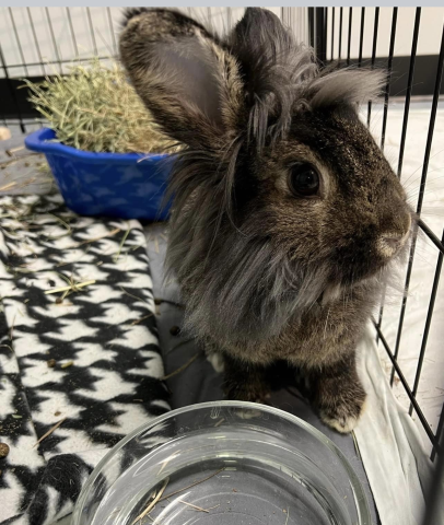 Tabitha - Lionhead