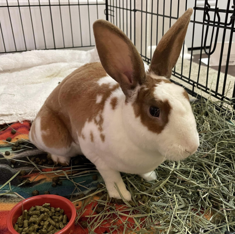 Rabbits available for adoption