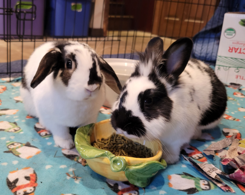 Rabbit Photo