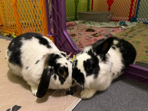 Rabbit Photo