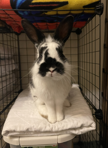 Rabbit Photo