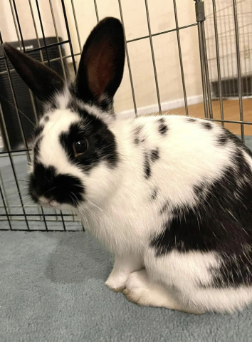 Rabbit Photo