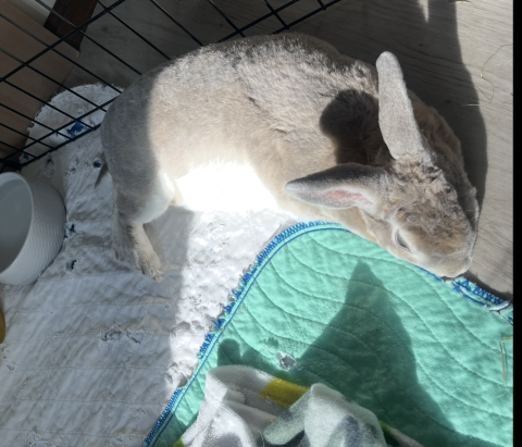 Rabbit Photo