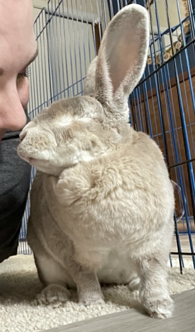 Rabbit Photo